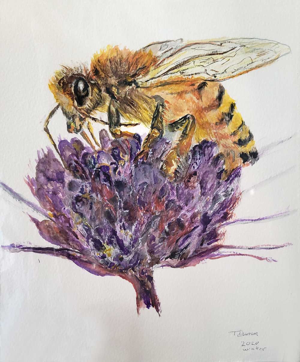 Watercolor by Tom Dumm - Bee on Flower