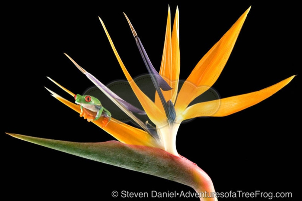 A Frog in Paradise from Steve Daniel's Adventures of a Tree Frog Exhibit at Gallery on Gazebo