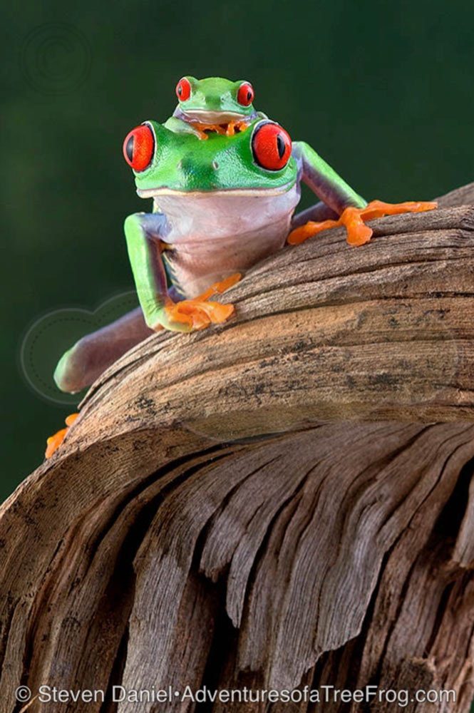 Frog A Log from Steve Daniel's Adventures of a Tree Frog Exhibit at Gallery on Gazebo