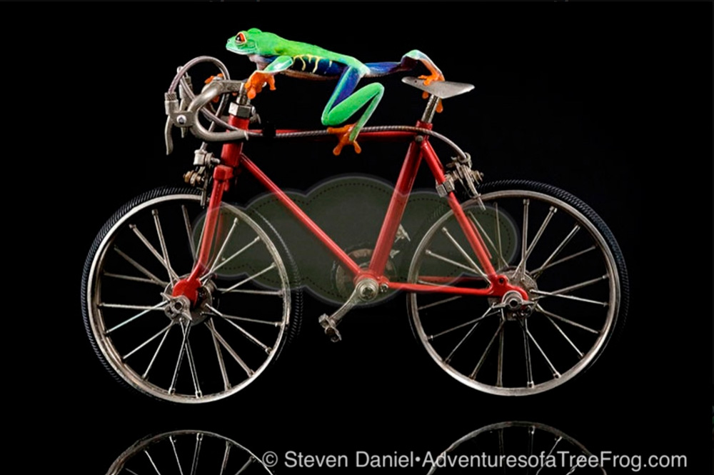 Frogcycle from Steve Daniel's Adventures of a Tree Frog Exhibit at Gallery on Gazebo