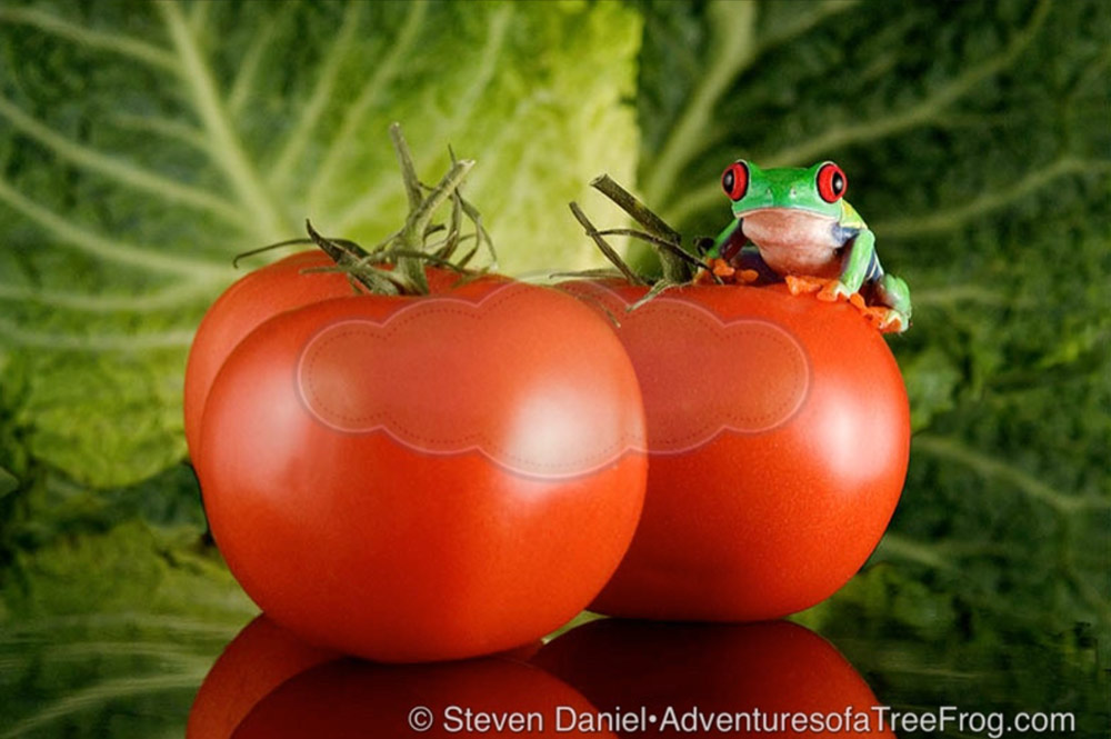 Hot Tomato from Steve Daniel's Adventures of a Tree Frog Exhibit at Gallery on Gazebo