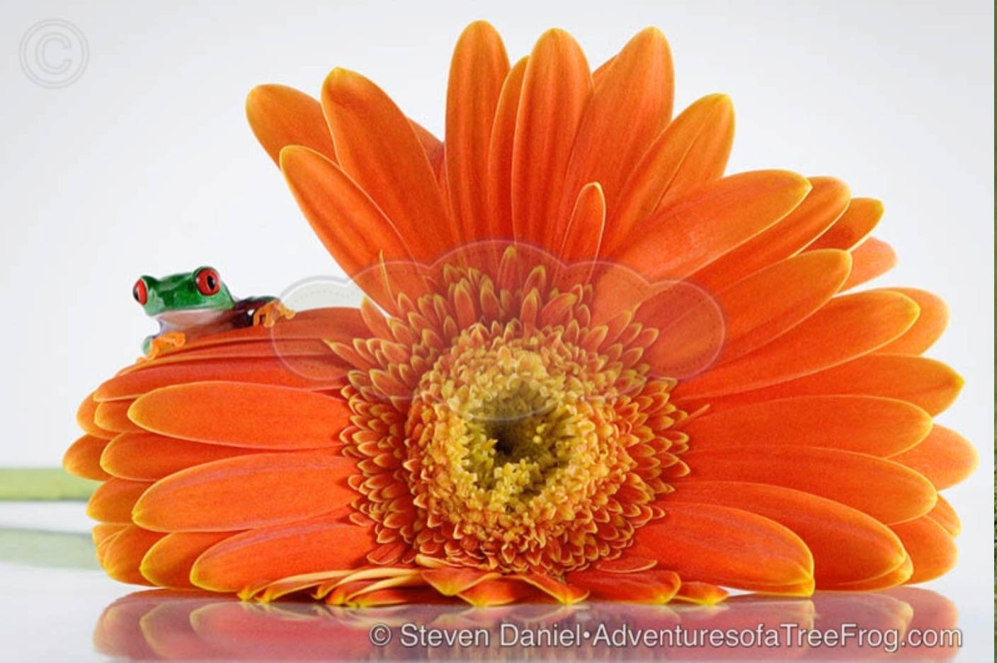 Orange Flower from Steve Daniel's Adventures of a Tree Frog Exhibit at Gallery on Gazebo