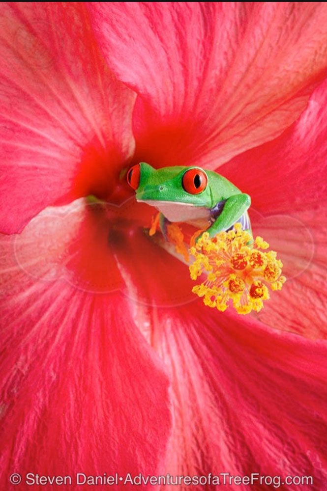 Red Hibiscus from Steve Daniel's Adventures of a Tree Frog Exhibit at Gallery on Gazebo