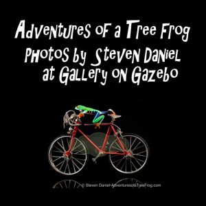 Exhibit of colorful and whimsical Photos by Steven Daniel featuring live Tree Frogs