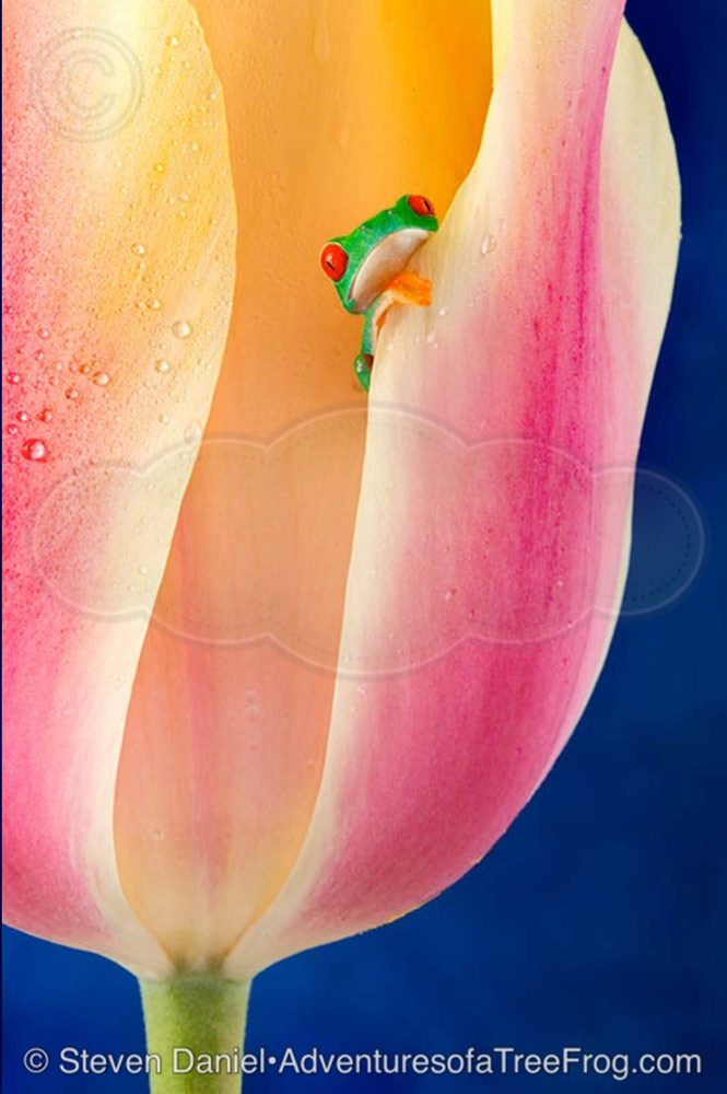 Yellow Tulip from Steve Daniel's Adventures of a Tree Frog Exhibit at Gallery on Gazebo